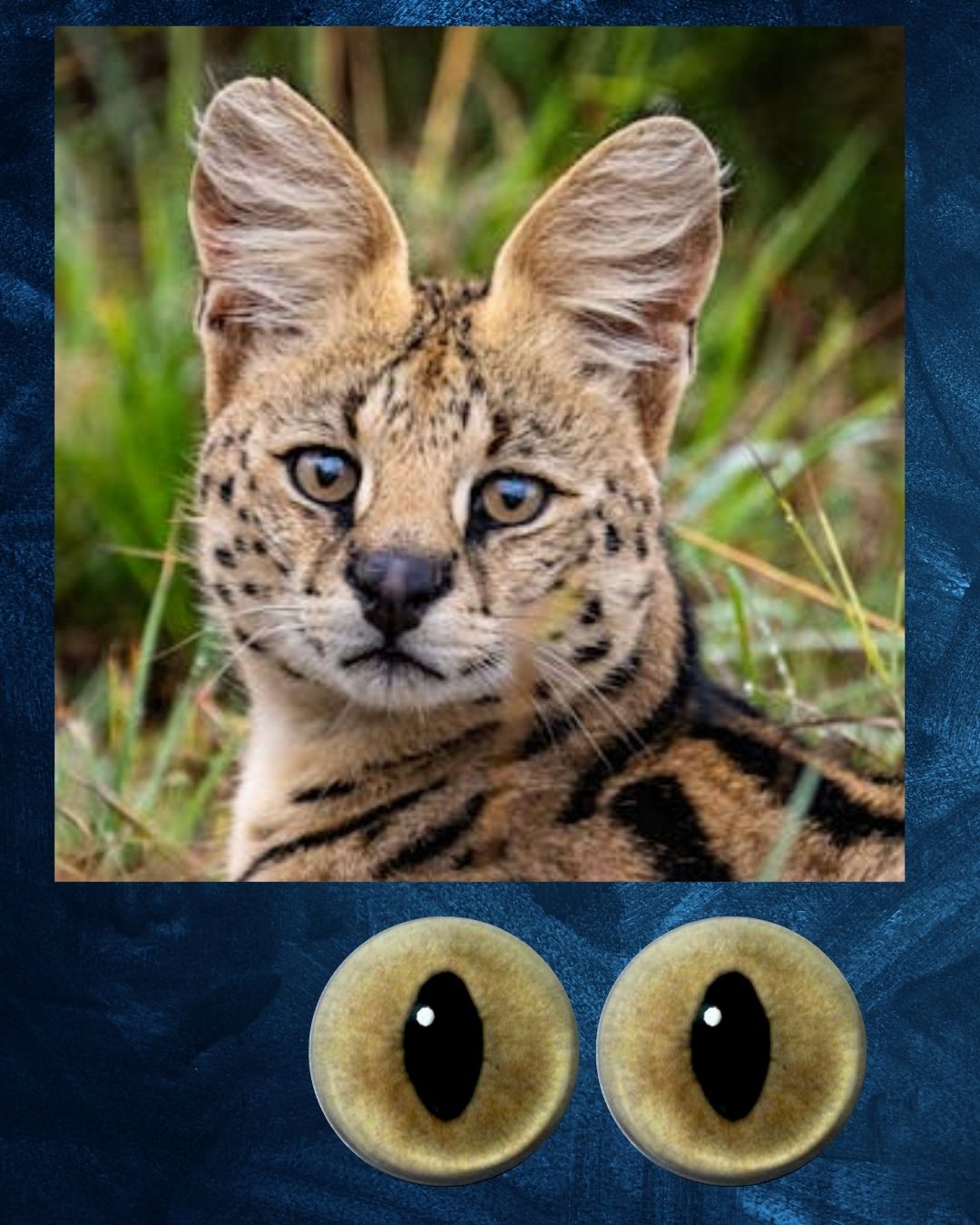 Serval Eye - Slit pupil with light brown iris and black outer ring (TBK)
