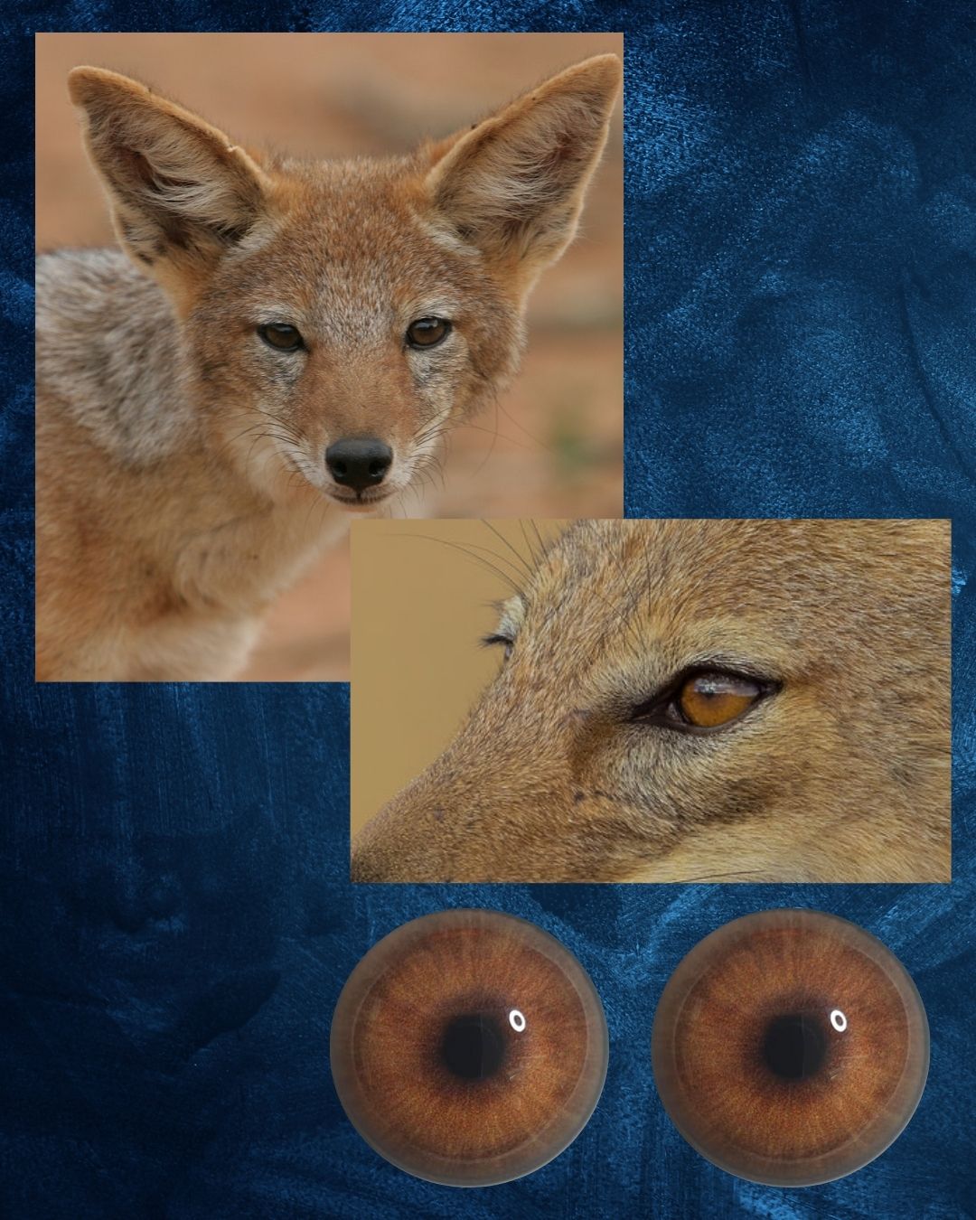 Jackal Eye - Round pupil with reddish brown Iris (Jack)