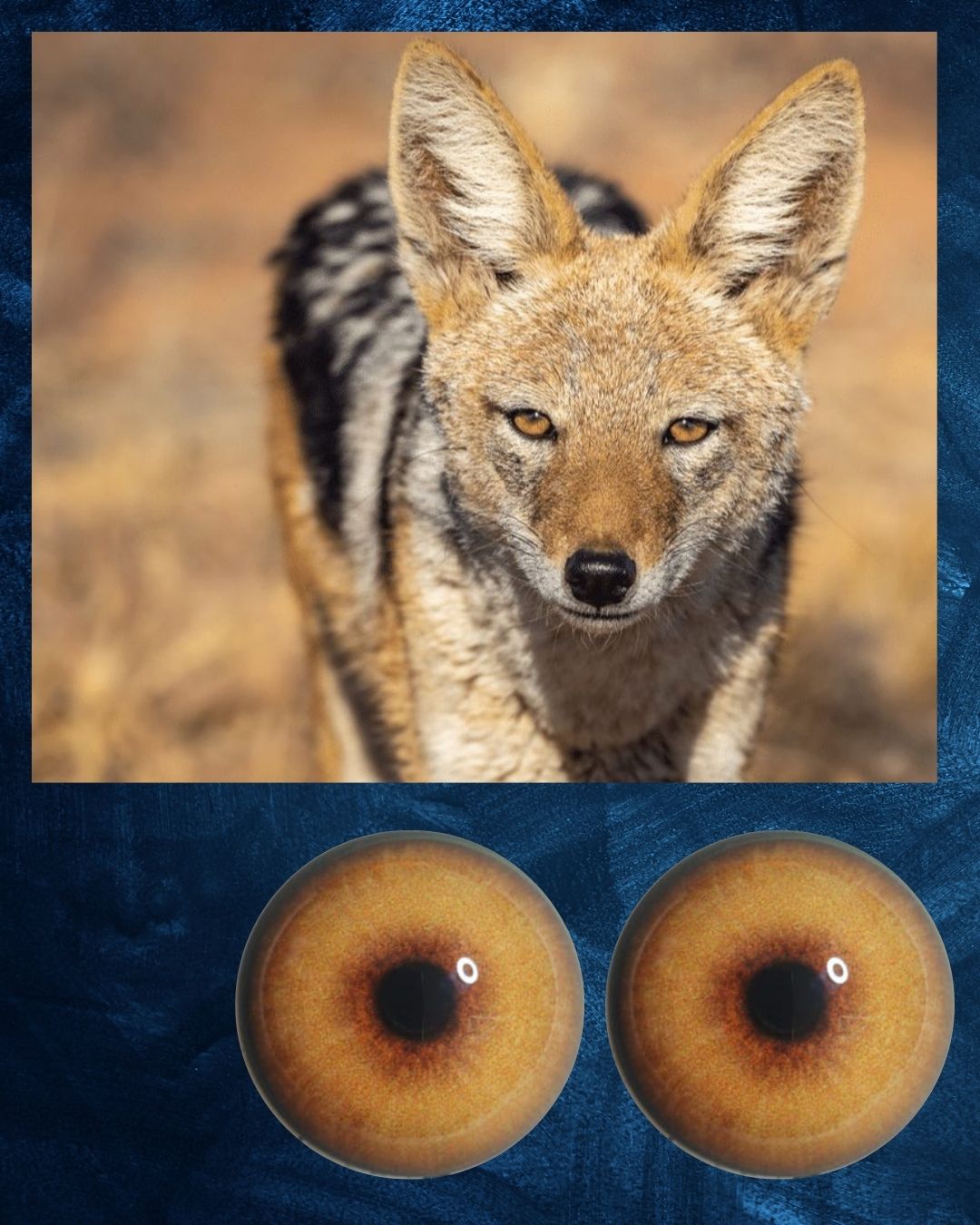 Jackal Eye - Round pupil with orange brown Iris (JackL)
