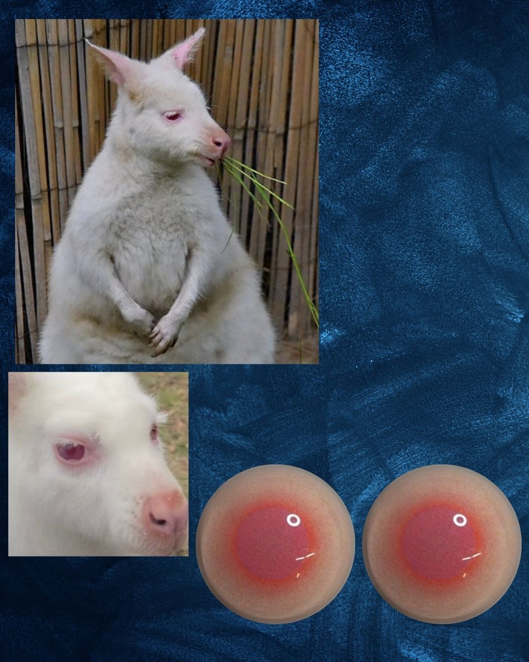 Elbino Wallaby Eye - Round pupil with reddish pink iris (Wal-El)