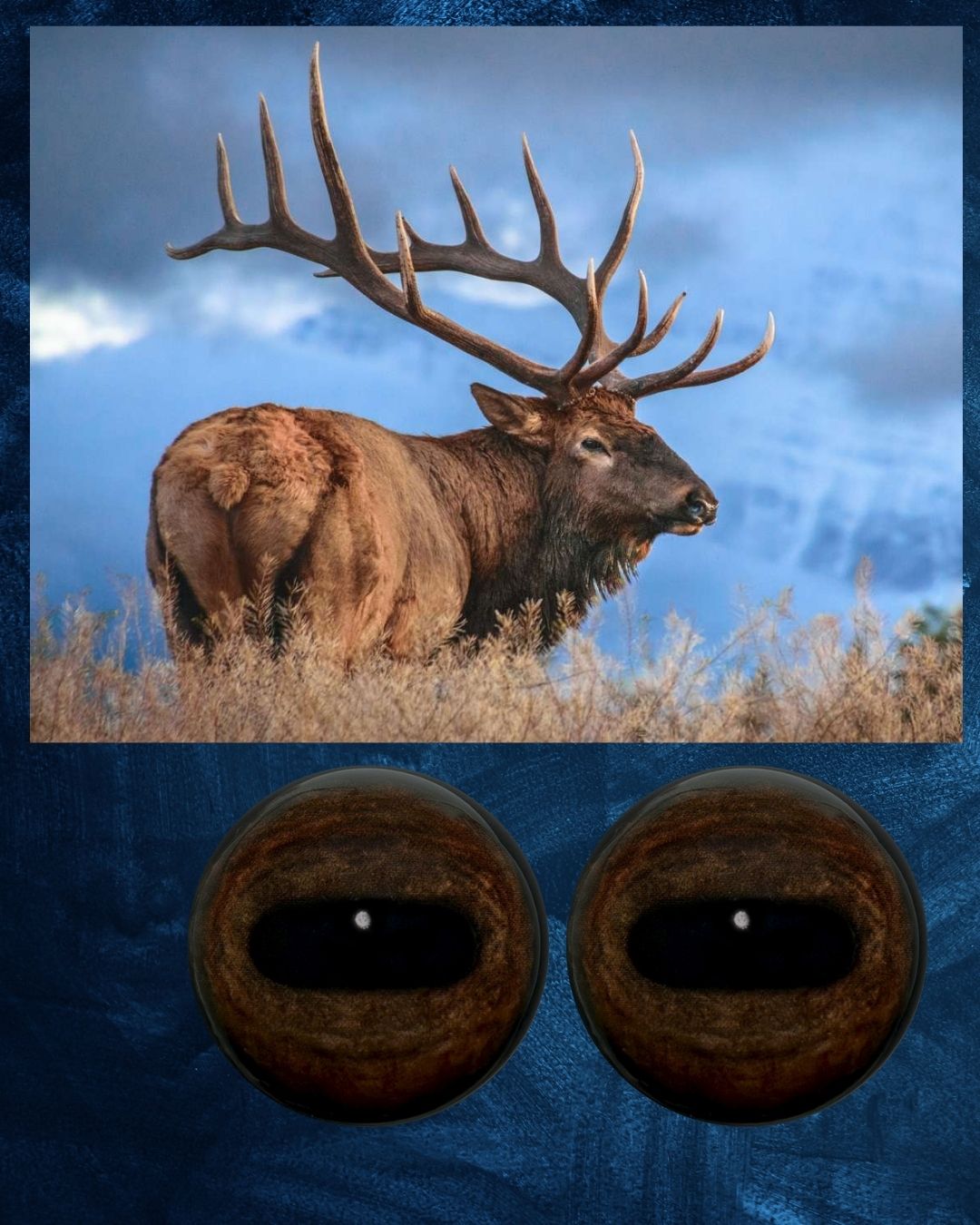 Elk Eye - Oval Pupil with medium brown Iris and natural oval contraction rings (EBN)