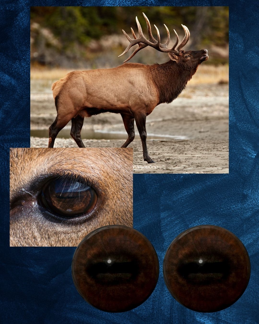 Elk Eye - Oval Pupil with medium brown Iris and natural pupil (UMBD)