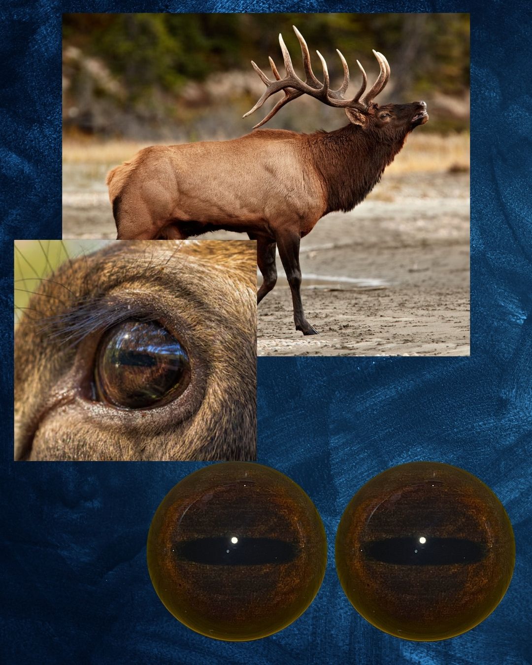 Elk Eye - Oval Pupil with medium brown Iris and narrow pupil (Rod)