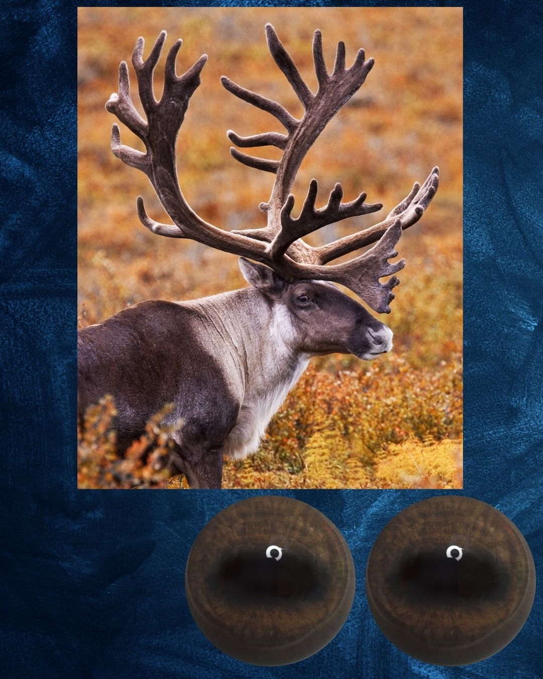Caribou Eye - Oval Pupil with medium brown Iris (CarB)