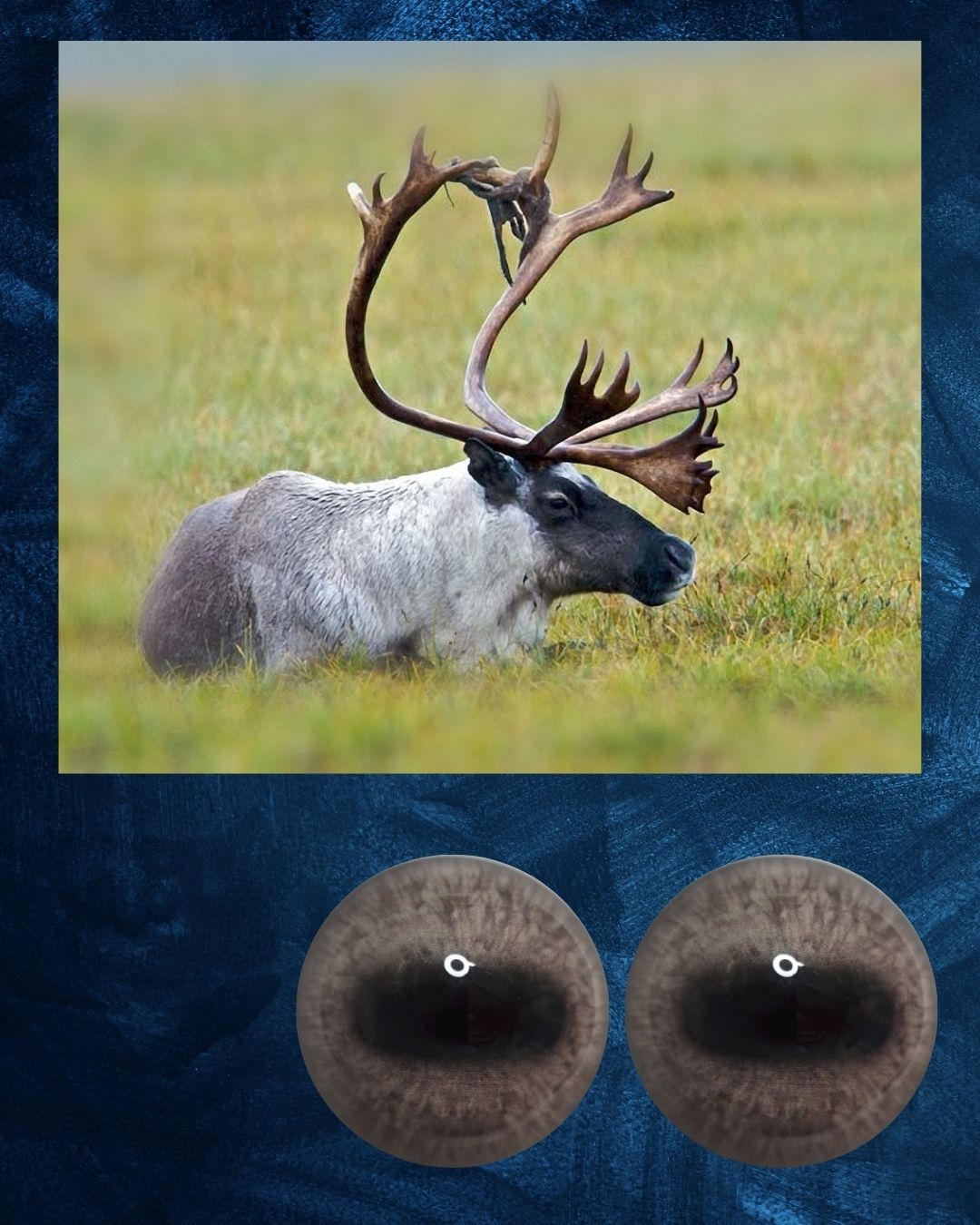 Caribou Eye - Oval Pupil with greyish Iris (CarG)