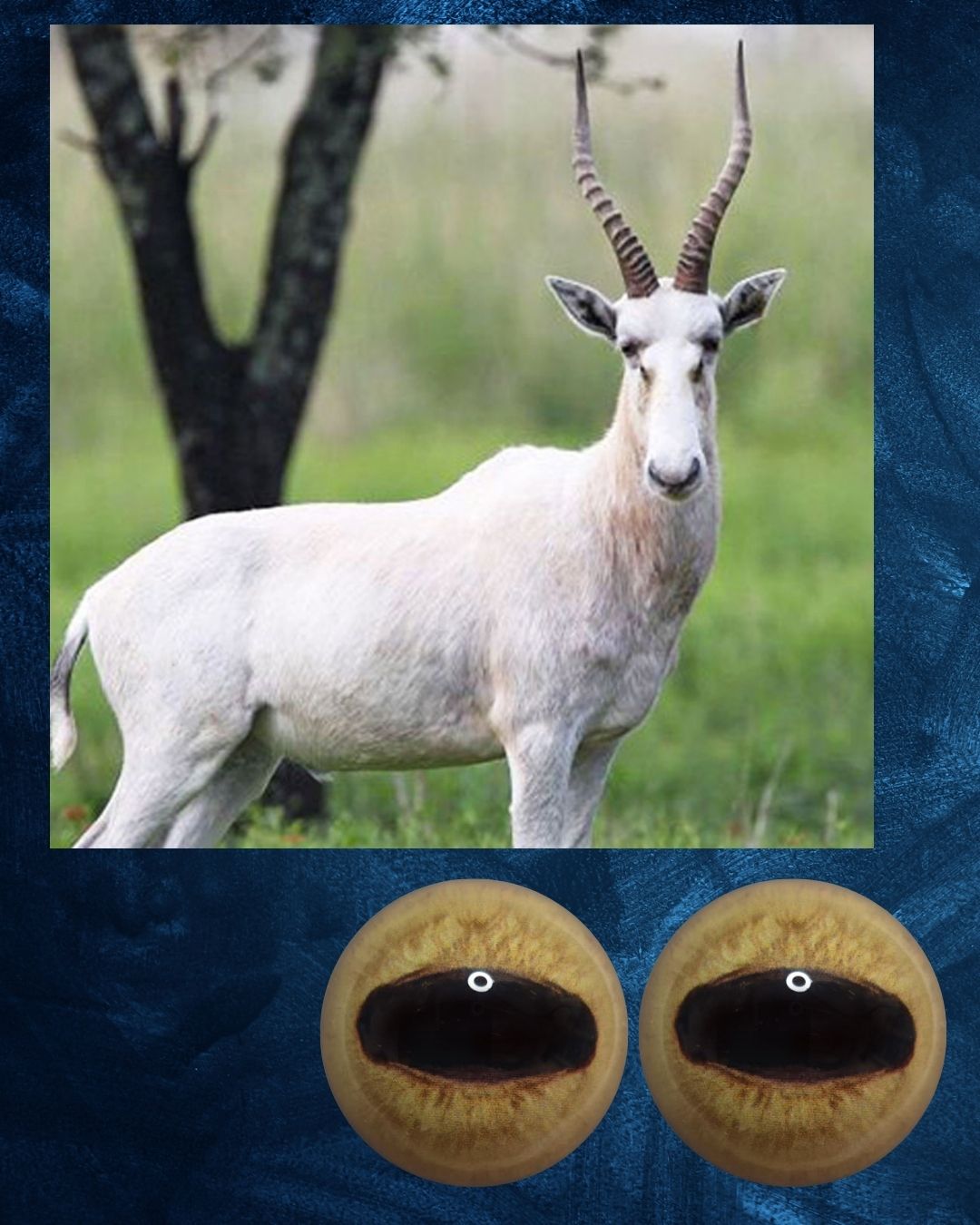 White Blesbuck Eye - Oval Pupil with yellow Iris and black detail (WBB)