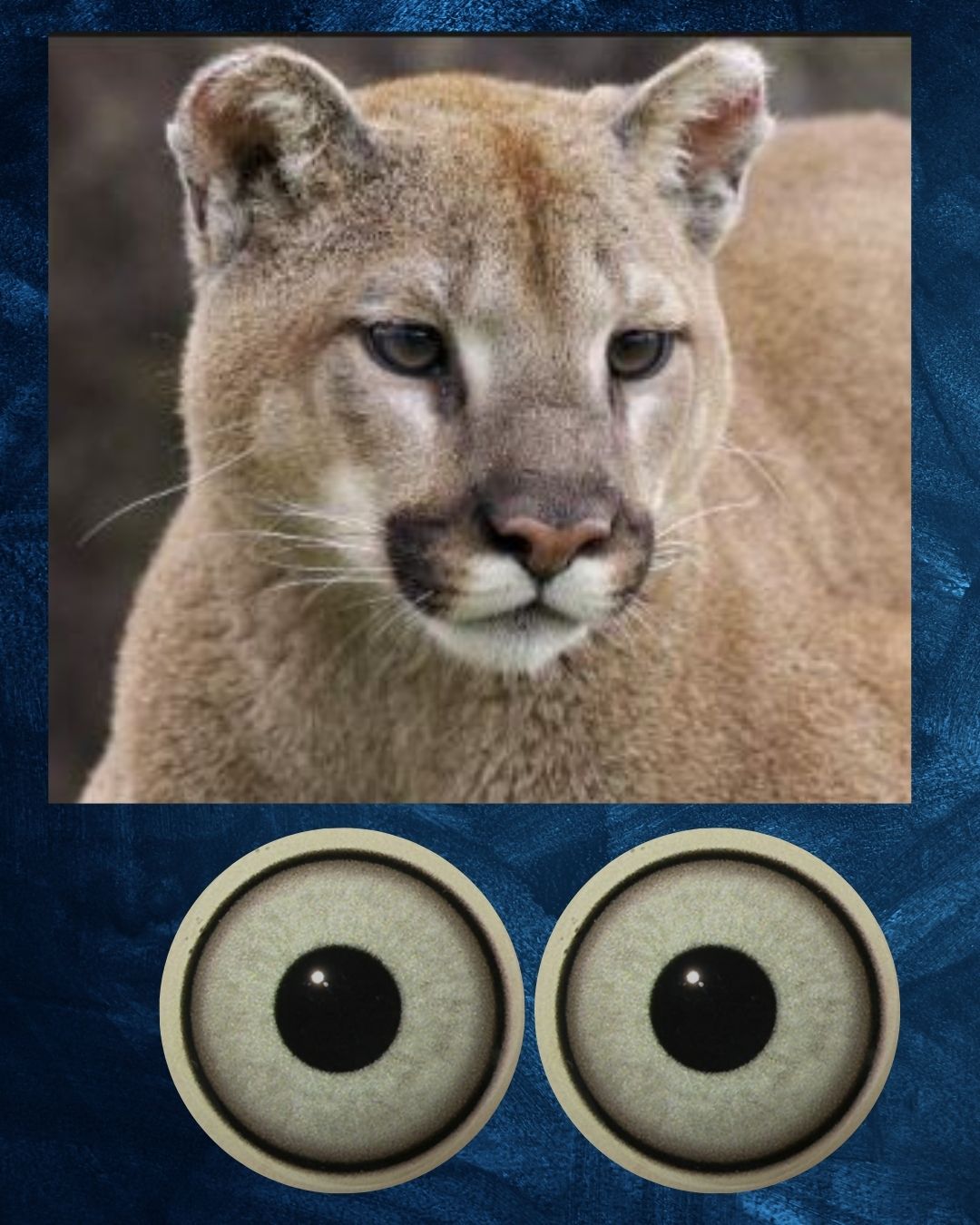 Mountain Lion Eye - Large pupil with light grey to green Iris (MLG-LP)
