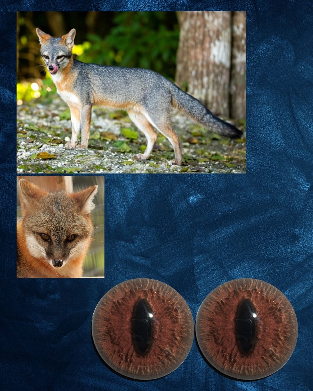 Gray Fox Eye - Slit pupil with red brown iris (GFox)