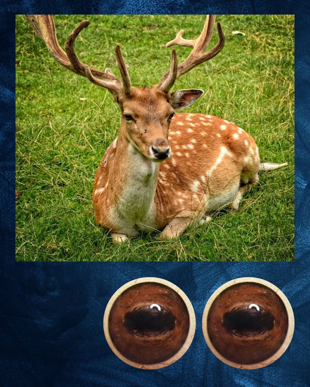 Fallow Deer Eye - Oval Pupil with medium red brown Iris (FDD)