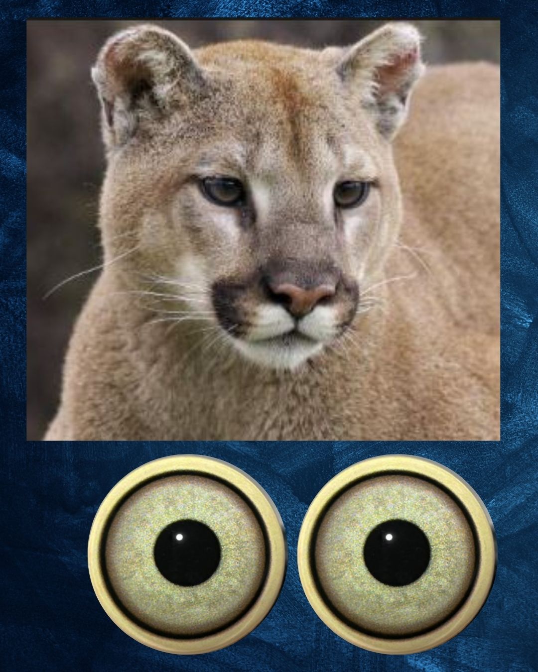 Mountain Lion Eye - Large pupil with light grey to green Iris (MLG-LP)
