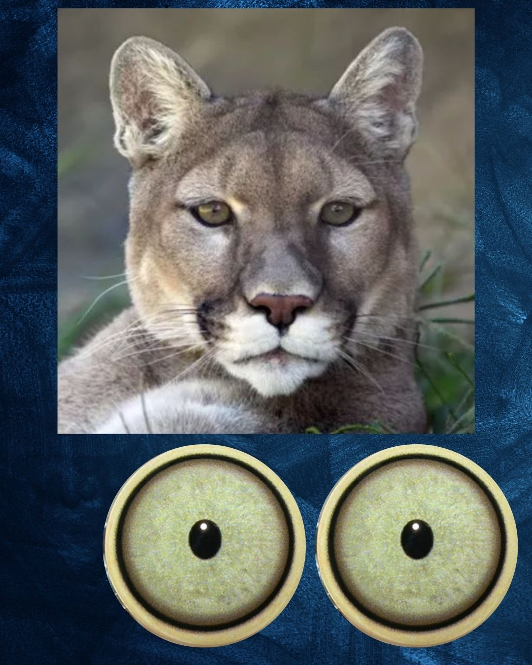 Mountain Lion Eye - Small pupil with light grey to green Iris (MLG-SP)