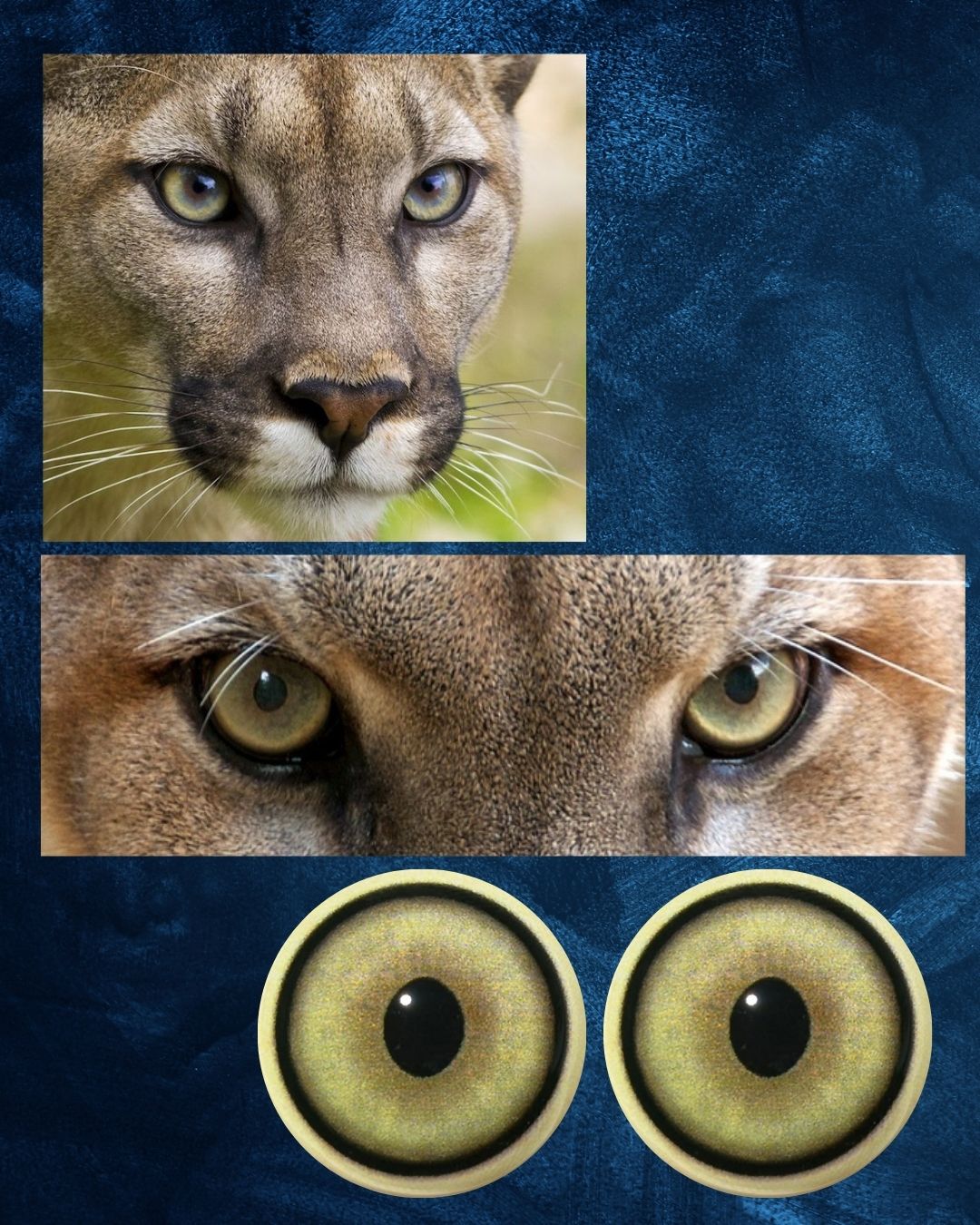 Mountain Lion Eye - Large oval like pupil with yellow green Iris (MLYG-OP)