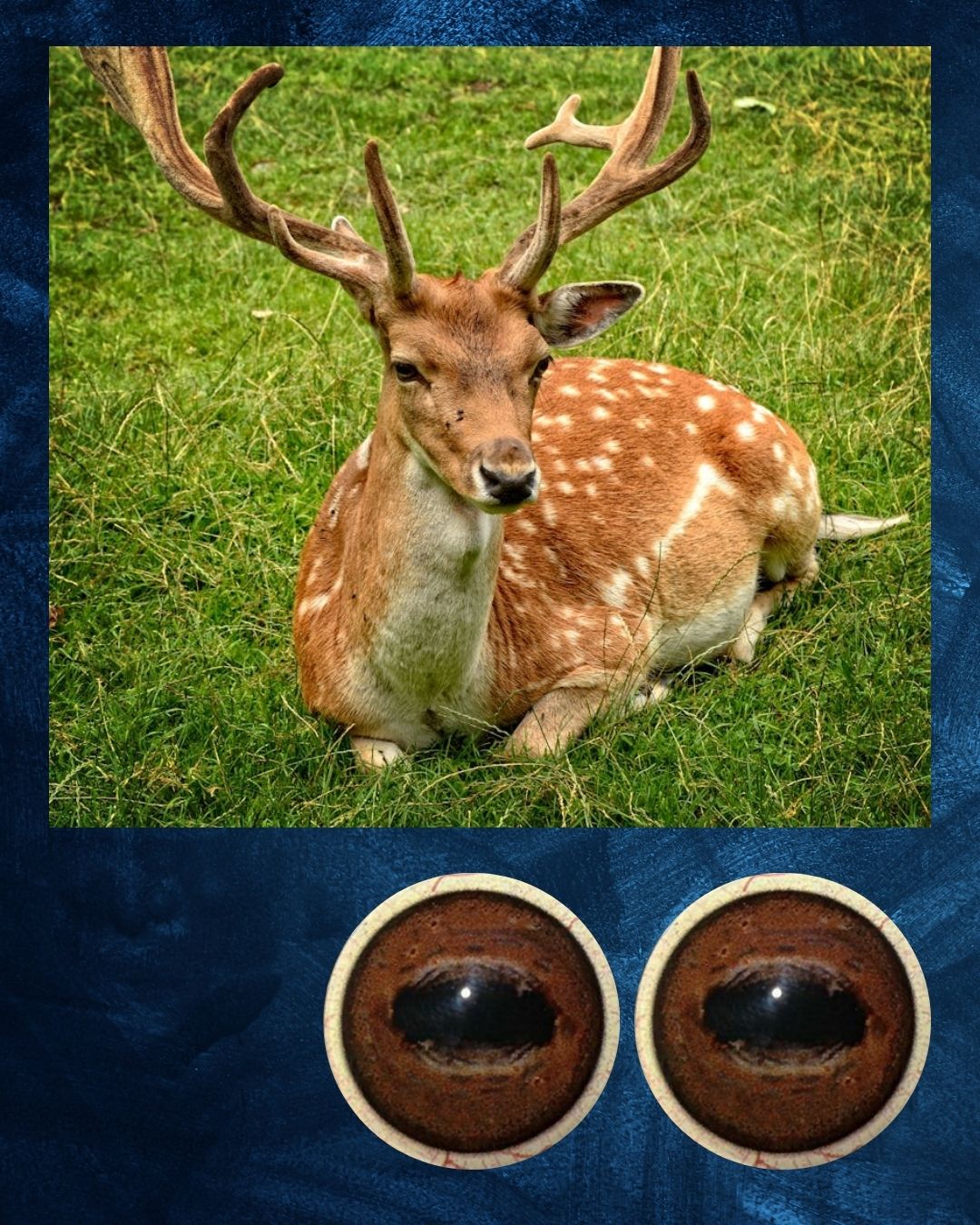 Fallow Deer Eye - Oval Pupil with medium red brown Iris (FDD)