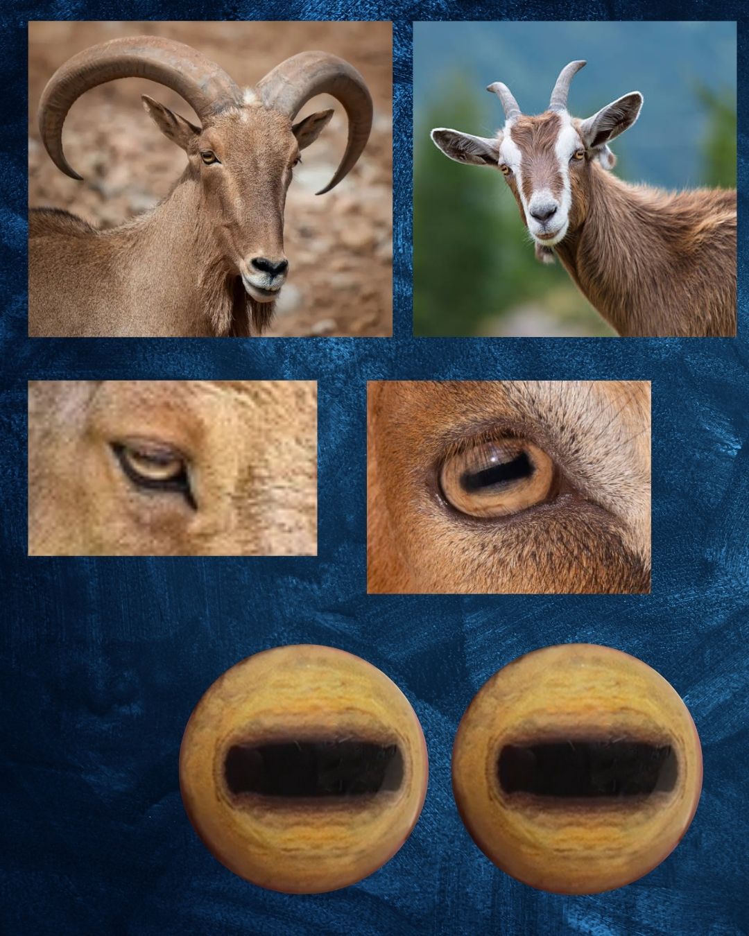 Barbary Sheep / Goat Eye - Oval Pupil with yellow detailed Iris (GDY)