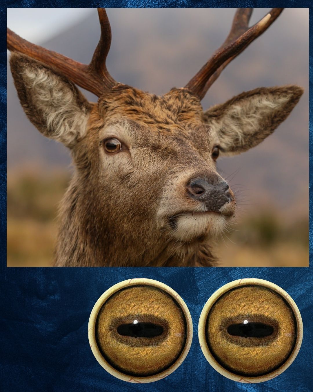 Red Deer Eye - Oval Pupil with golden brown Iris (RSGB)