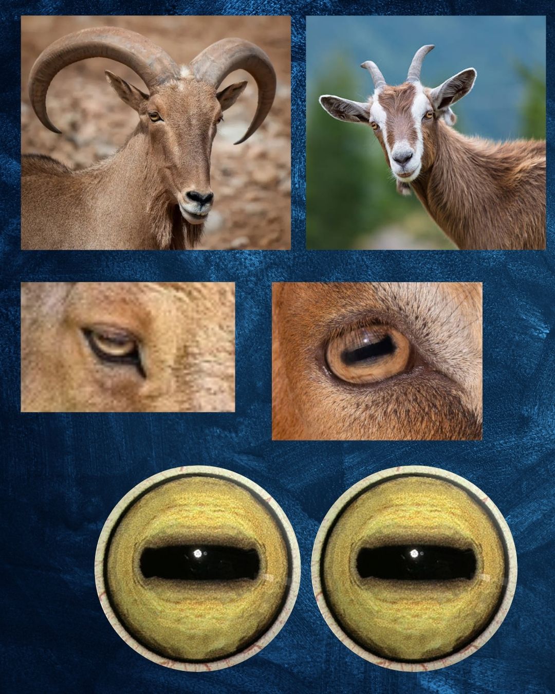 Barbary Sheep / Goat Eye - Oval Pupil with yellow detailed Iris (GDY)