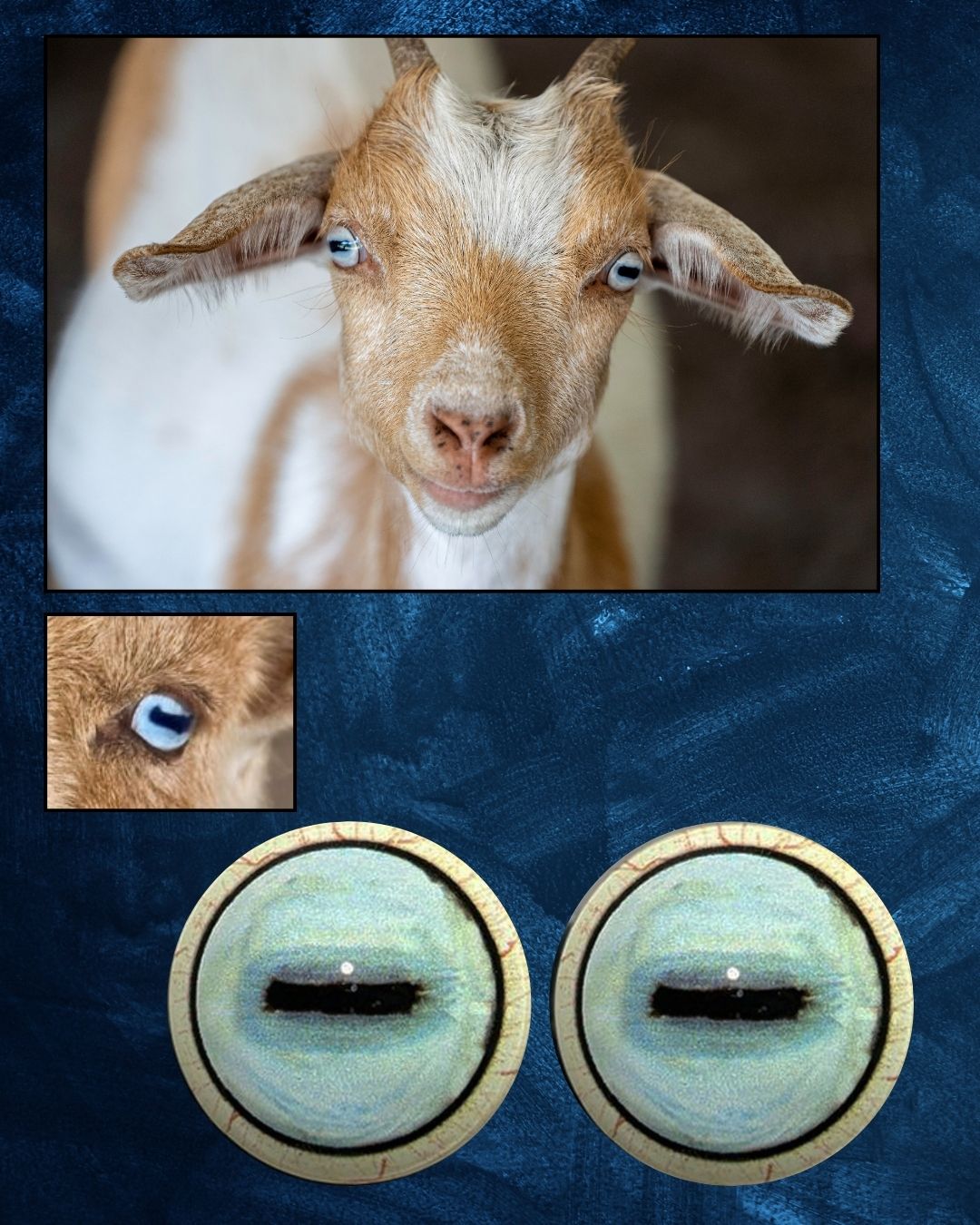 Goat Eye - Oval Pupil with light Blueish white Iris (GDB)