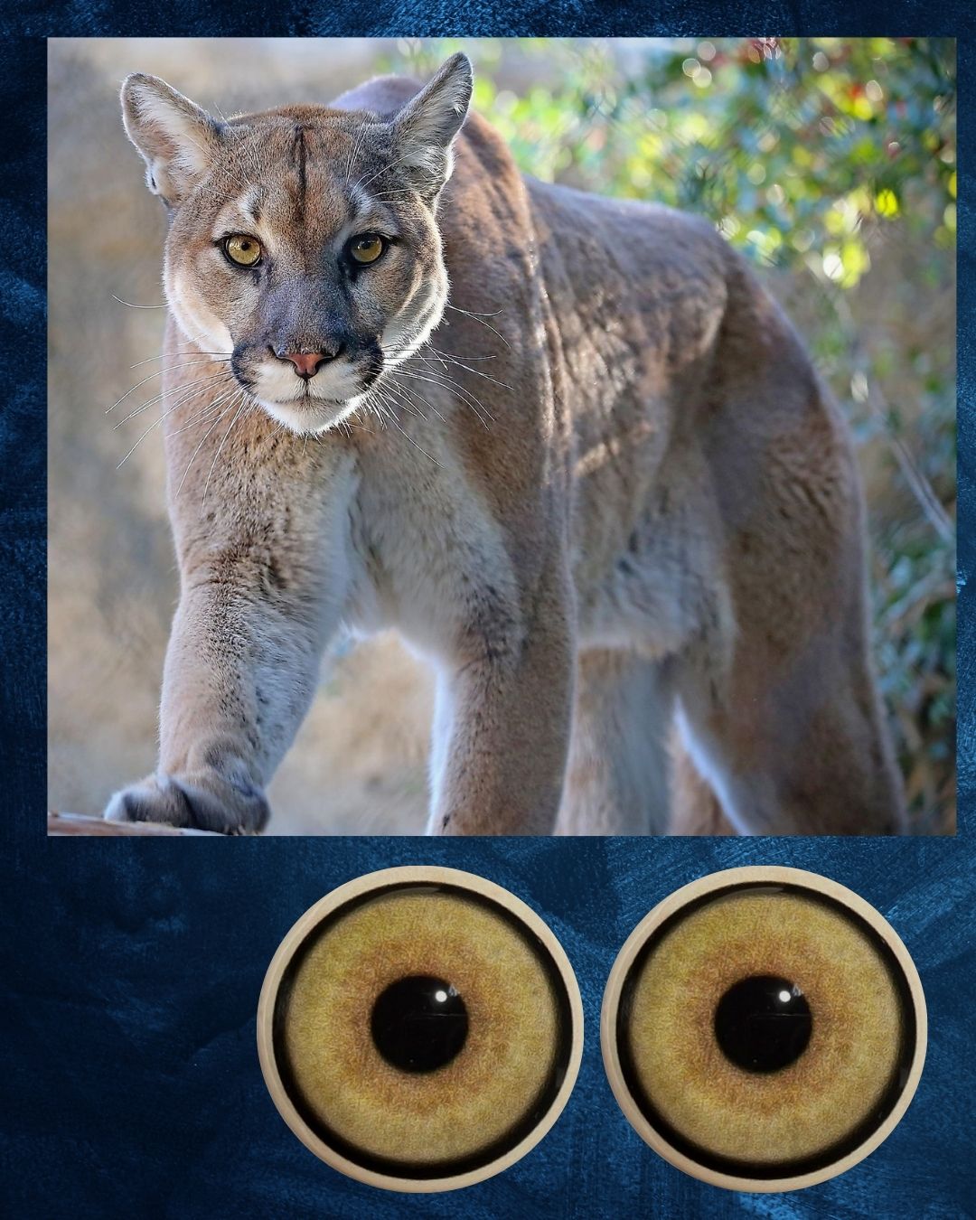 Mountain Lion Eye - Large pupil with yellow brown Iris (MLYB)