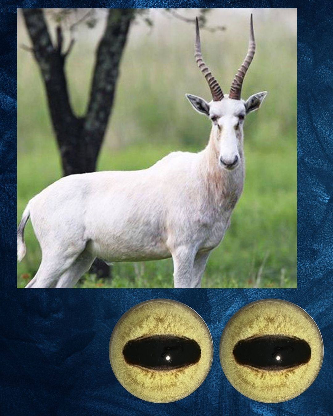 White Blesbuck Eye - Oval Pupil with yellow Iris and black detail (WBB)