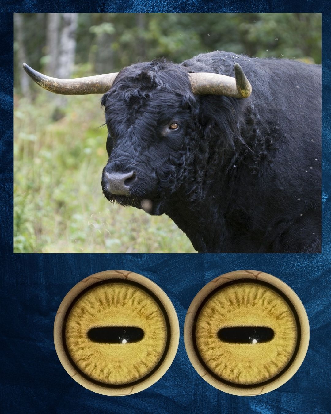 Bull Eye - Oval Pupil with Yellow iris and darker radial structure (Bull)
