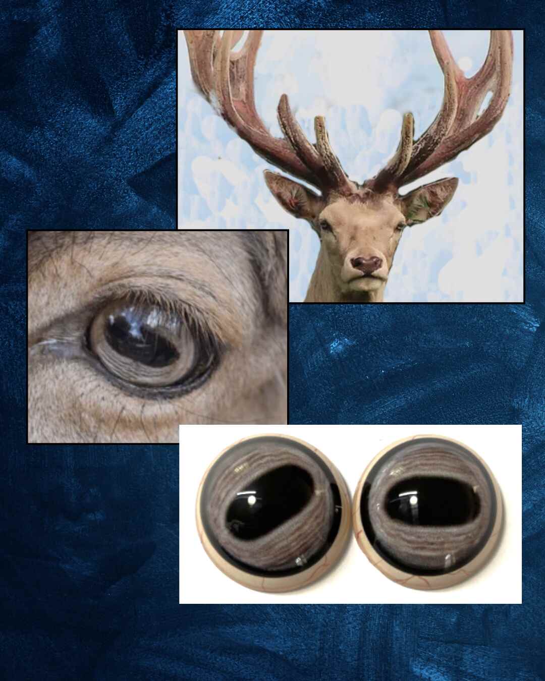 White Red Deer - Oval pupil with blueish grey Iris and light brown veins (WRDR)