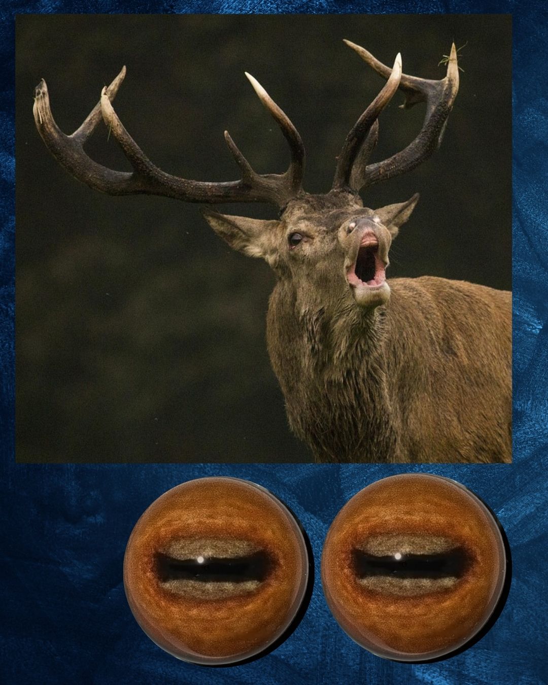 Red Deer Eye - Oval Pupil with red brown Iris (CHEB)