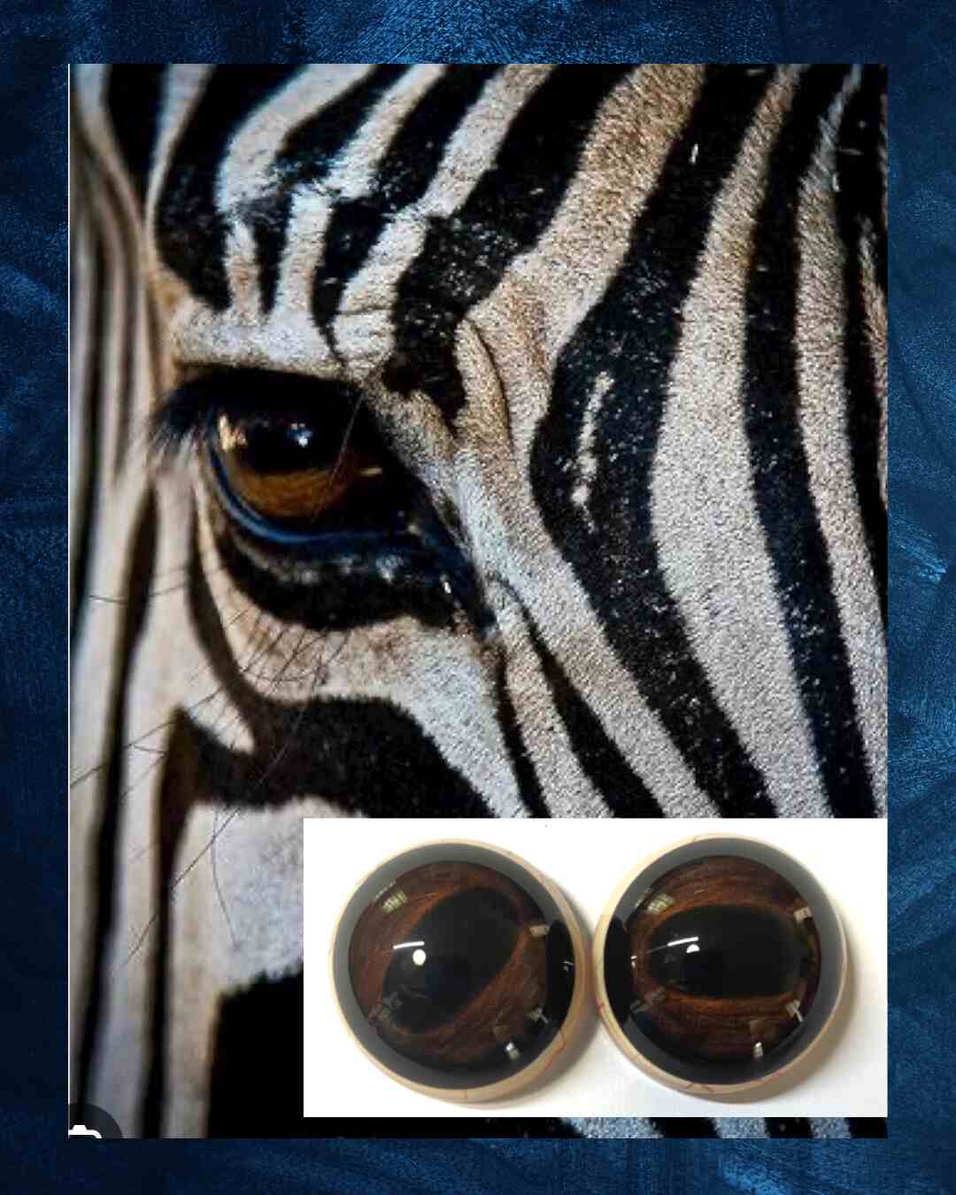 Zebra Eye - Oval pupil with light brown and dark brown iris (ZEB)