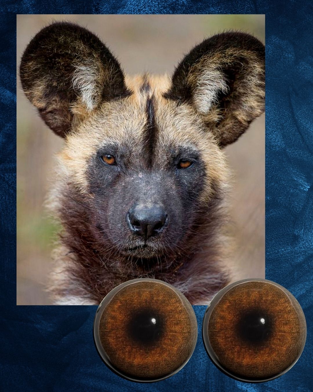 Wild Dog Eye - Round pupil with light brown Iris (WD)