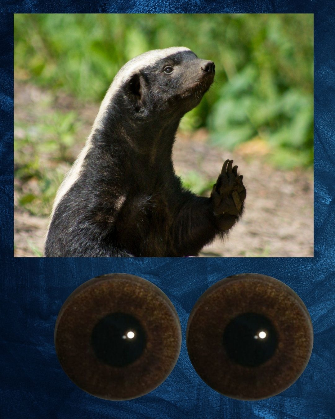 Honey Badger Eye - Round pupil with dark brown iris (HonB)