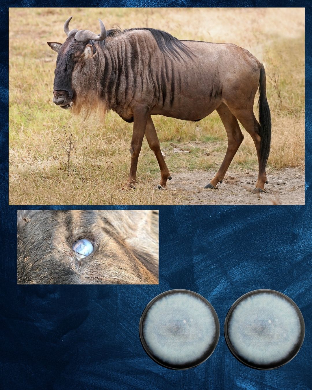 Blind Antelope eye (Blind)