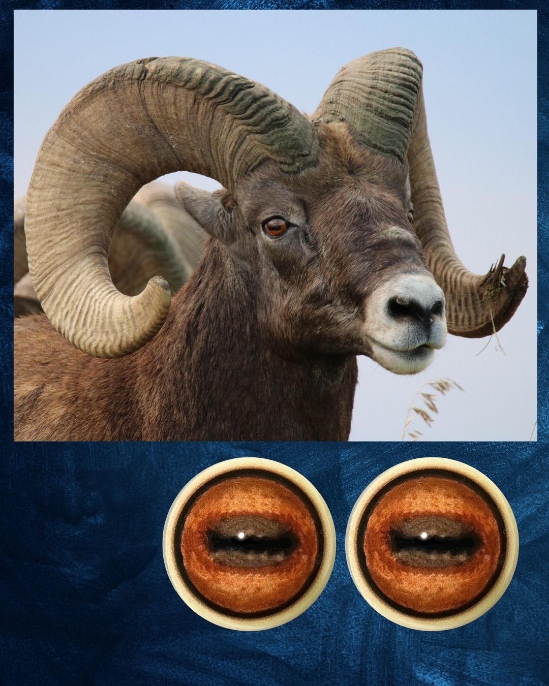 Big Horn Sheep Eye - Oval Pupil with orange red Iris (SHD)