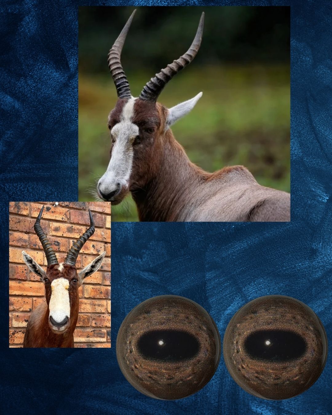 Blesbuck Eye - Oval Pupil with Red-Brown Iris and mottled black and white rings (BB)