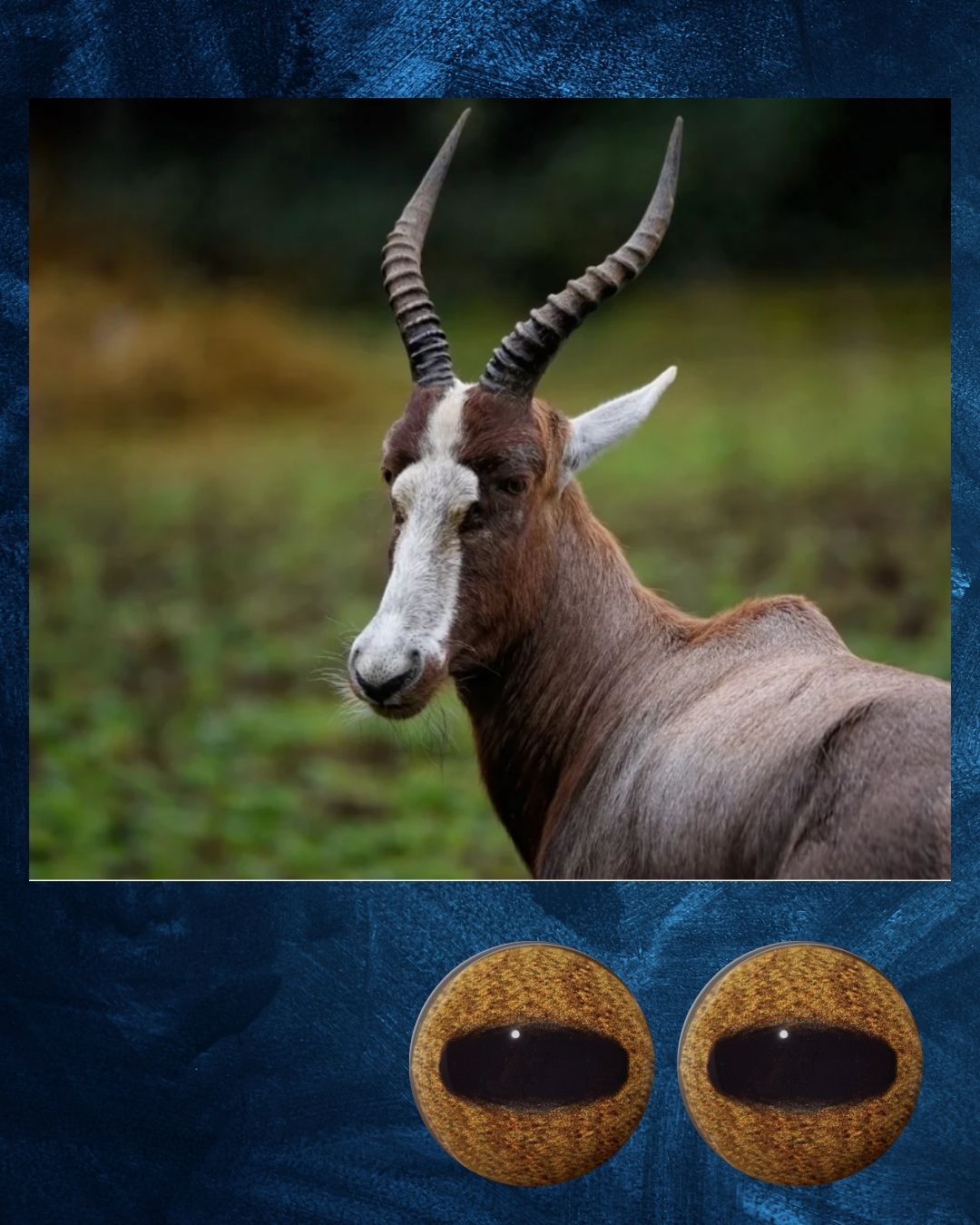 Blesbuck Eye - Oval Pupil with Khaki brown Iris (HBD)