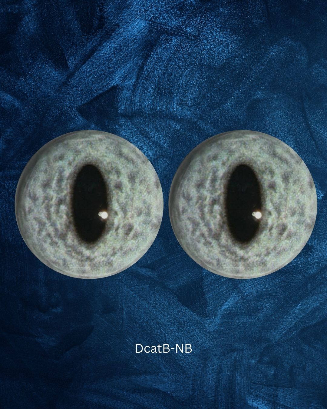 Cat Eye - Slit pupil with mottled grey iris with a hint of blue (DcatB)