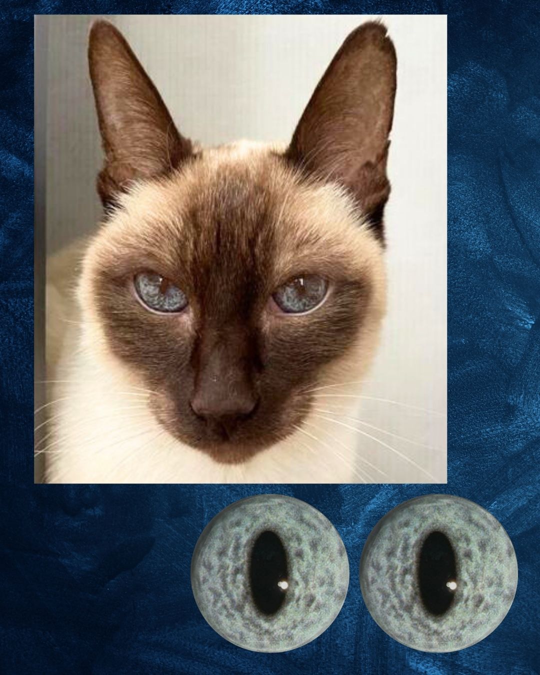 Cat Eye - Slit pupil with mottled grey iris with a hint of blue (DcatB)