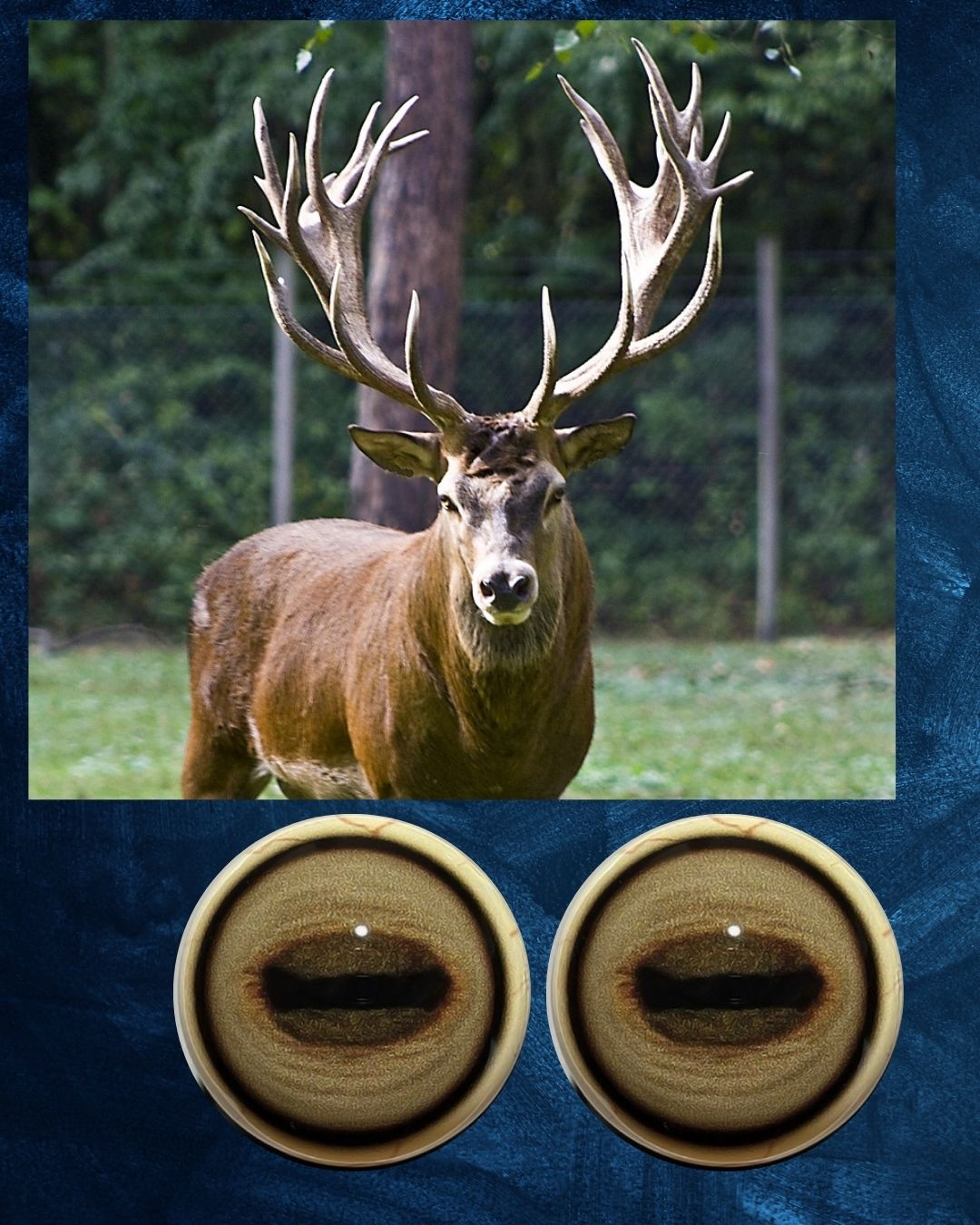 Red Deer Eye - Oval Pupil with creamy light brown Iris (FDE)