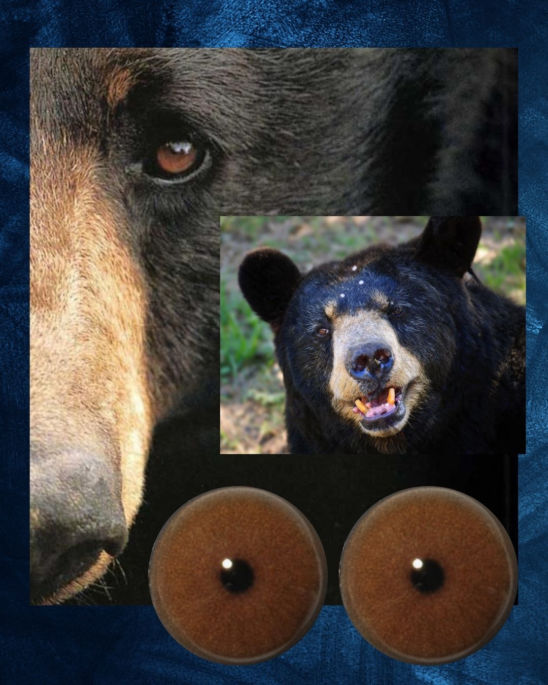 Bear Eye - Round Pupil with brown Iris (BBB)