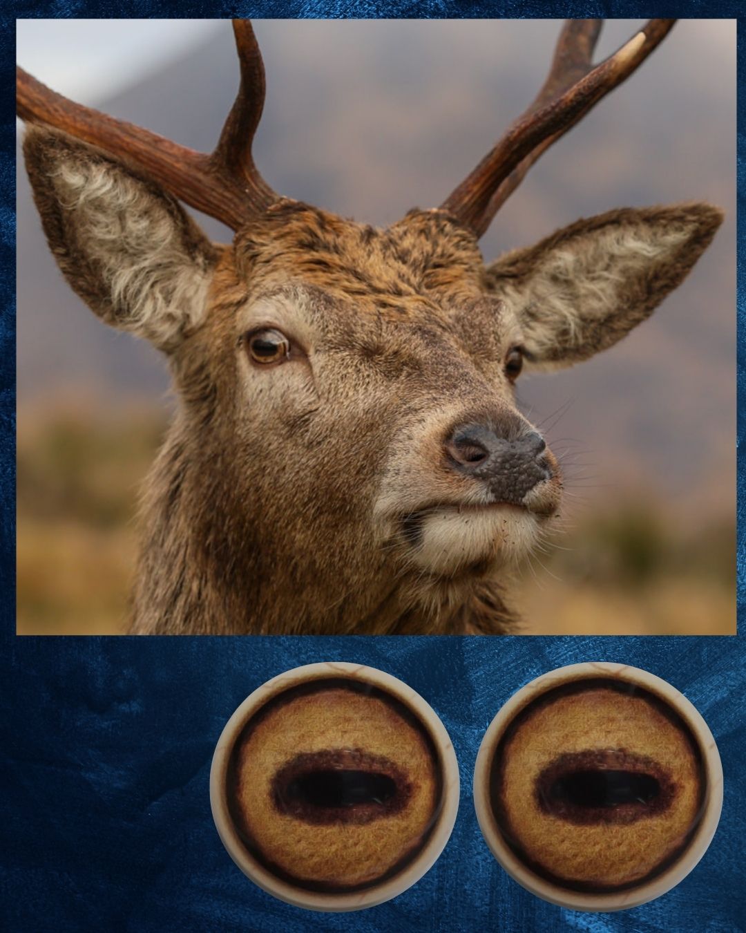 Red Deer Eye - Oval Pupil with golden brown Iris (RSGB)