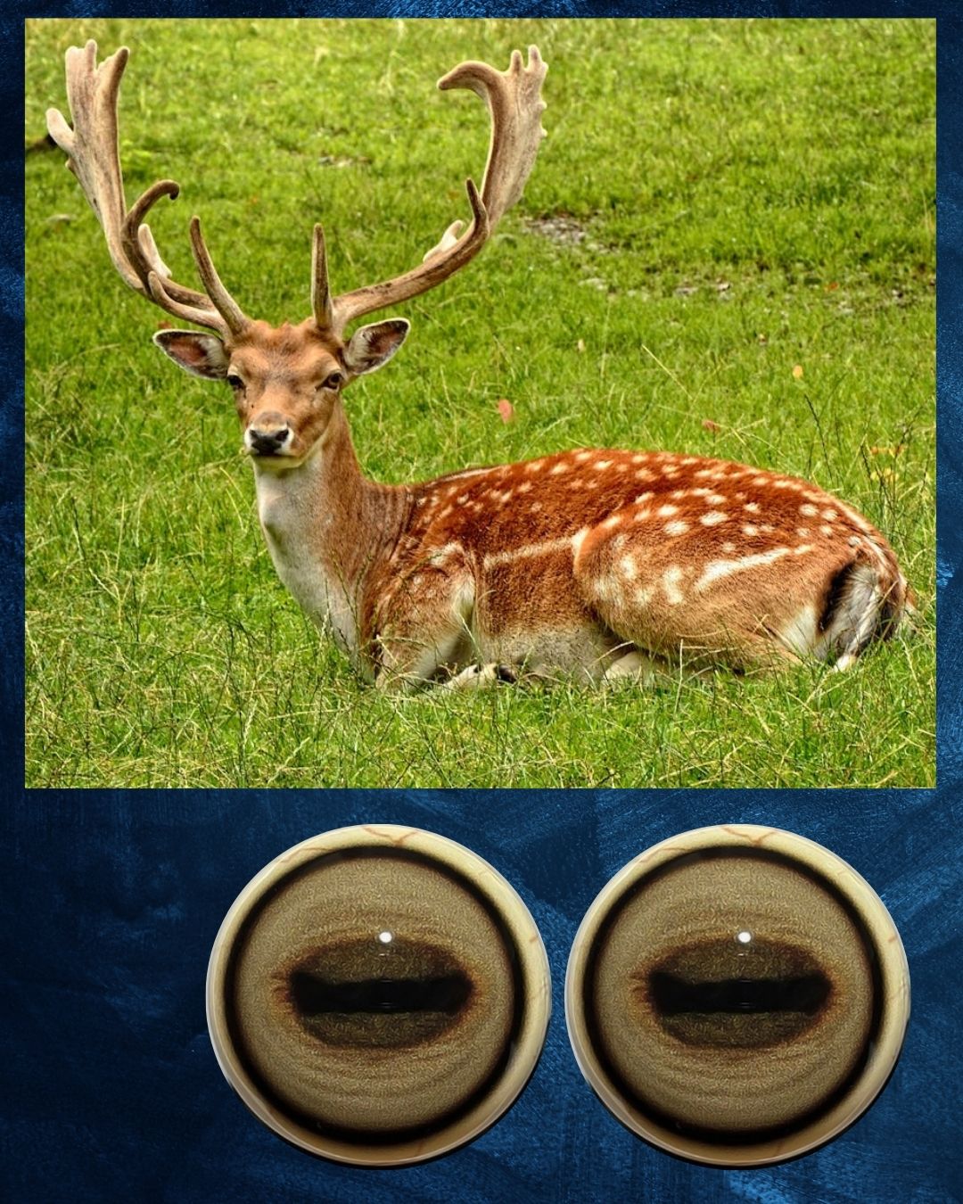 Fallow Deer - Oval Pupil with creamy brown Iris and darker circular contraction rings (FDE)