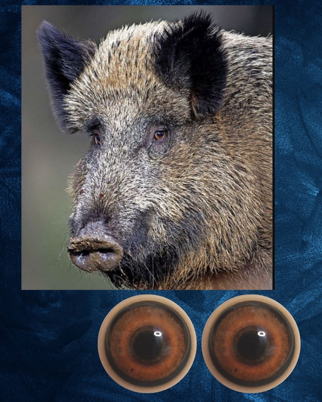 Boar eye- Round pupil with light brown iris (BE)