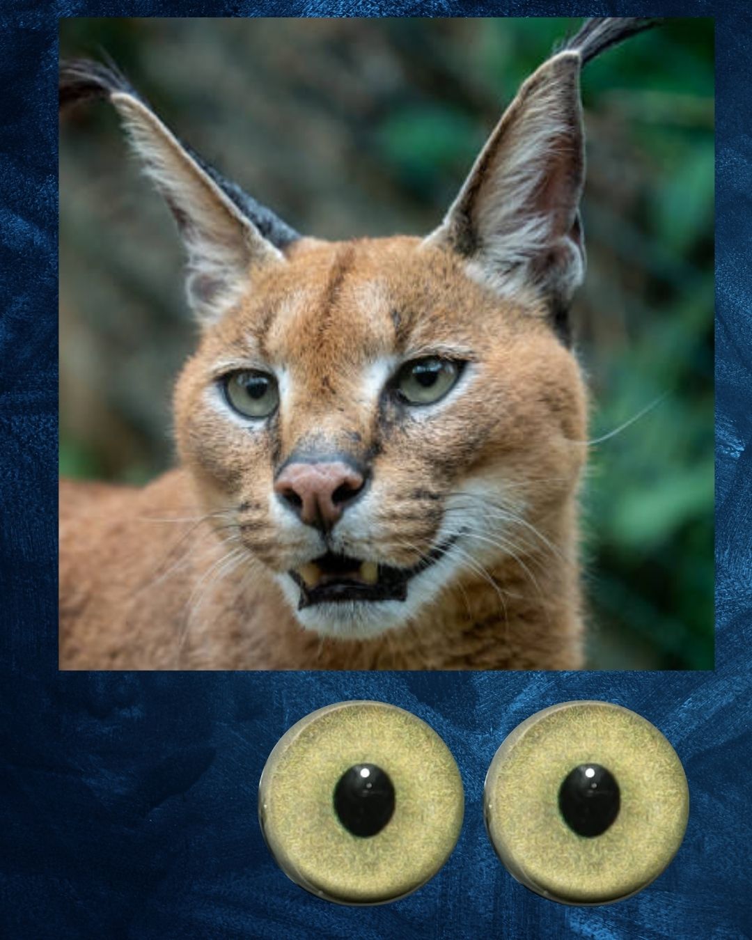 Caracal Eye - Semi oval pupil with yellow green Iris (CARYG)