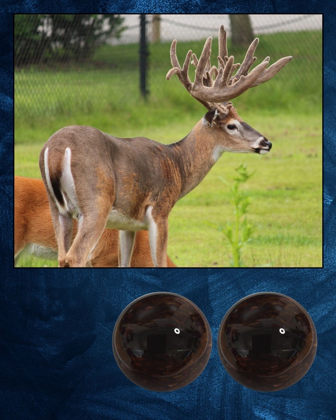Whitetail Deer Eye - Oval Pupil with Dark Brown Iris (WTD)