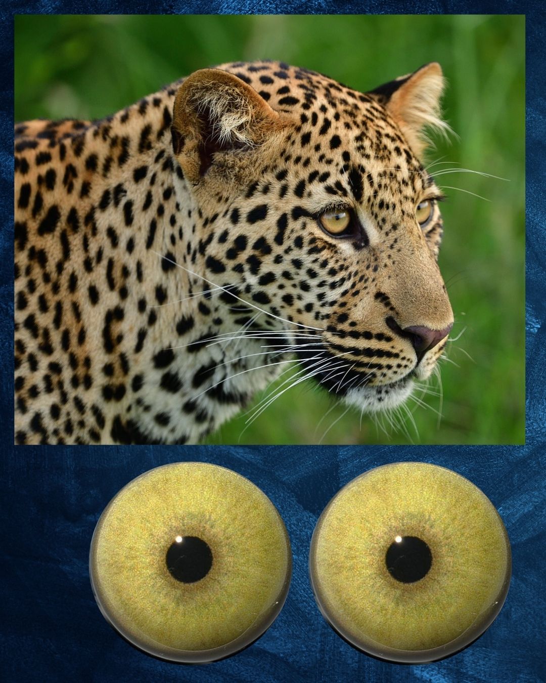 Leopard Eye - Round pupil with yellow brown Iris (LEPYB)