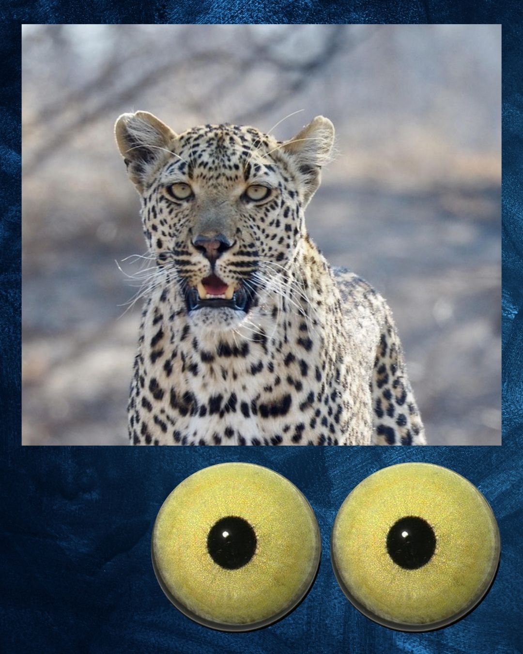 Leopard Eye - Large round pupil with yellow green Irus and black outer ring (LEPY-LP)