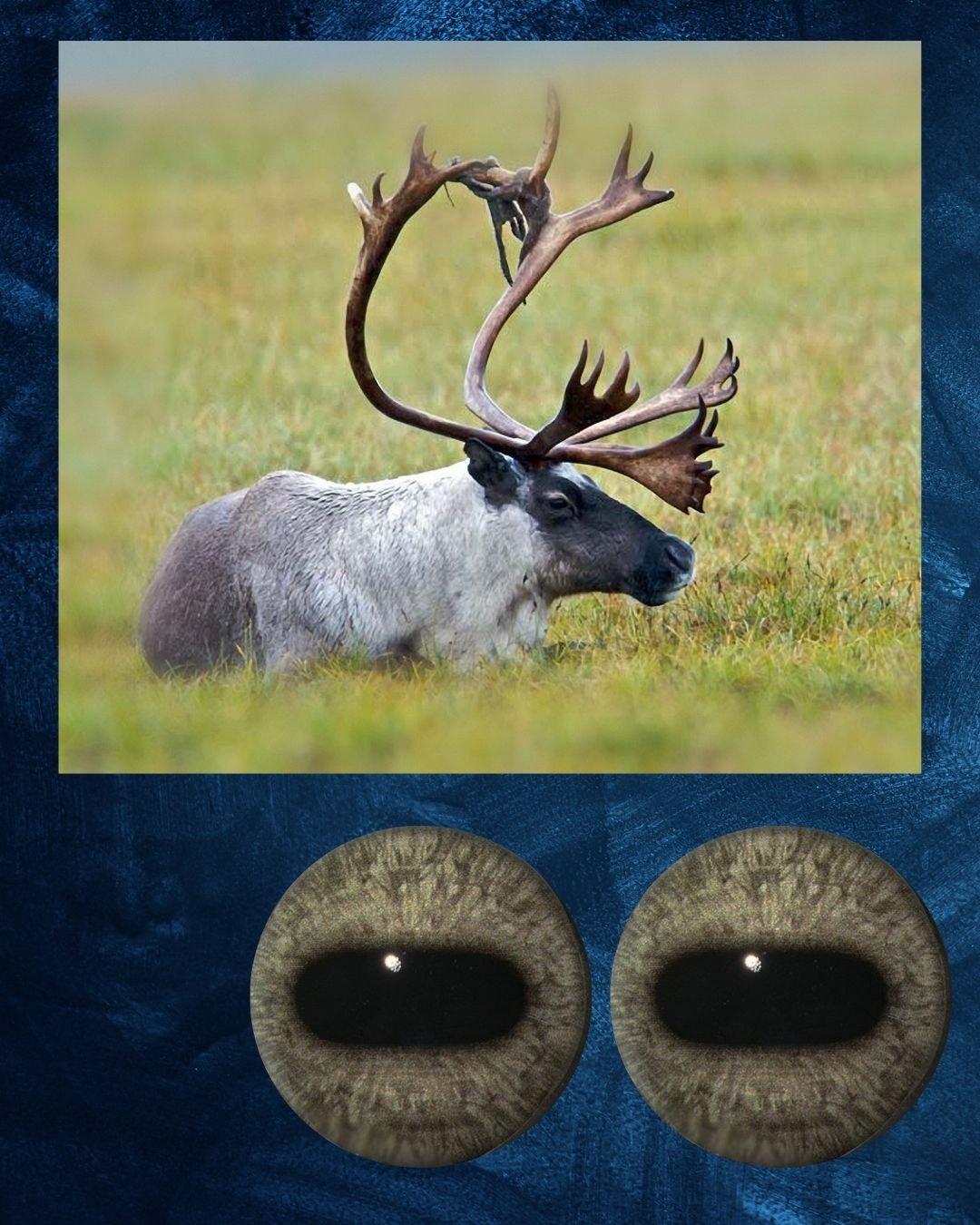 Caribou Eye - Oval Pupil with greyish Iris (CarG)