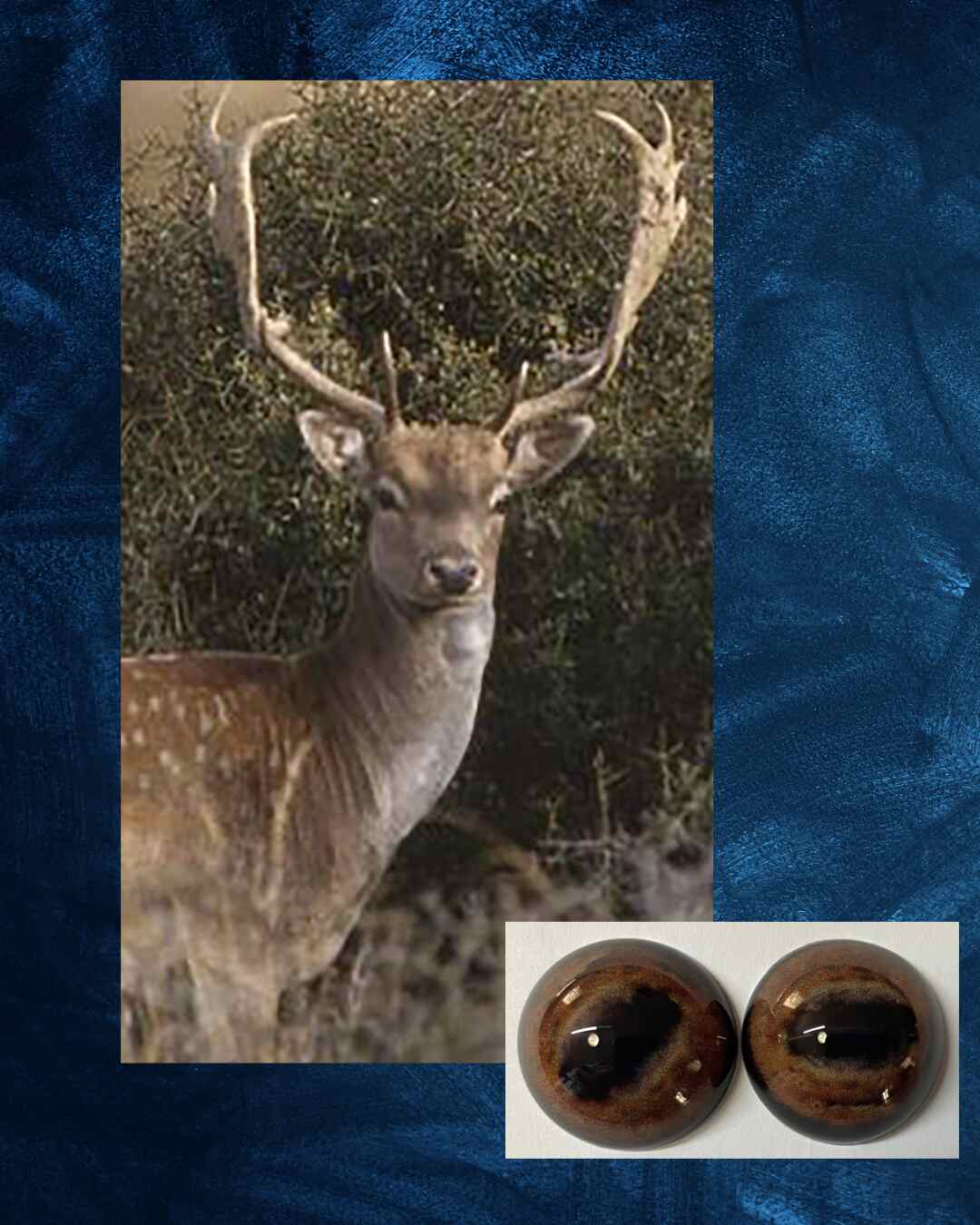 Fallow Deer - Oval Pupil with Medium Brown Iris (FDD)