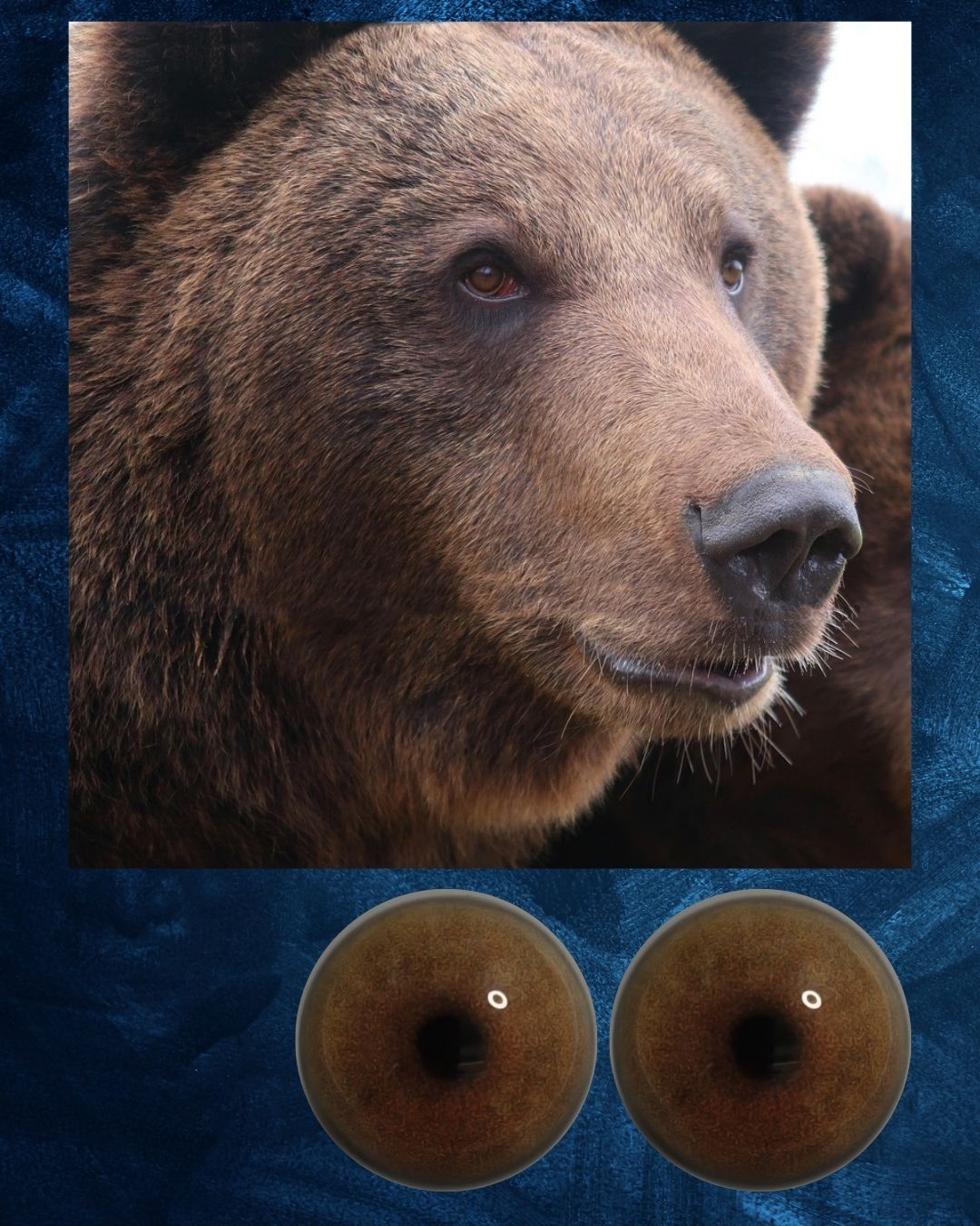 Bear Eye - Round Pupil with light brown Iris (BBLB)