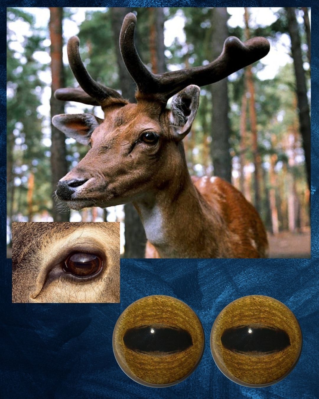 Deer Eye - Oval Pupil with brown Iris and darker oval contraction rings (FDED)