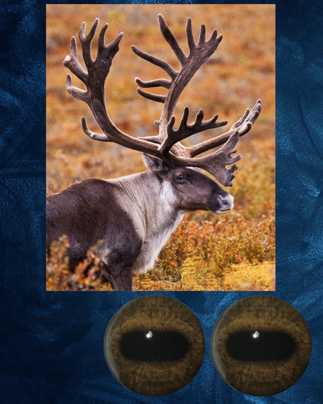 Caribou Eye - Oval Pupil with medium brown Iris (CarB)