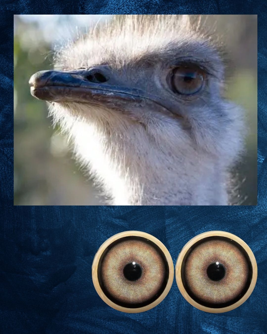 Ostridge Eye -  Round pupil with creamy iris with radial lines (OSTLB)